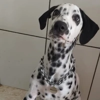 Colar Identificação Premium - Animale
