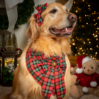 FotoLaçarote Pet - Ceia de Natal