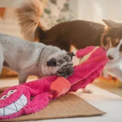 FotoQ Monster Dragão Extra Gigante