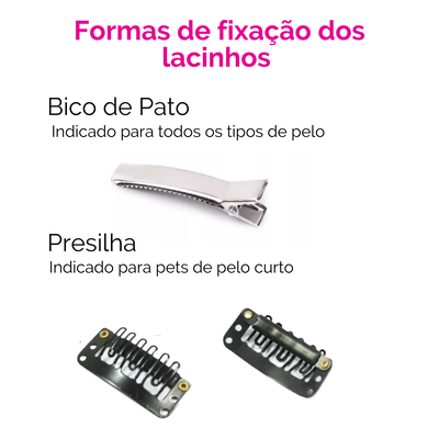 FotoLacinho Abóbora