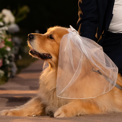 Foto Véu Bridal Pet para Casamento - Véu de Noiva