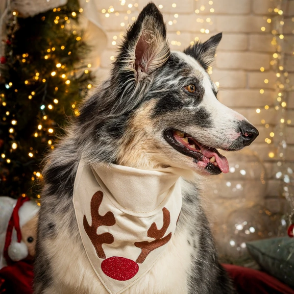 Bandana Reno Encantado
