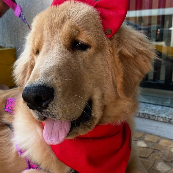 Laço Colorful - Rouge