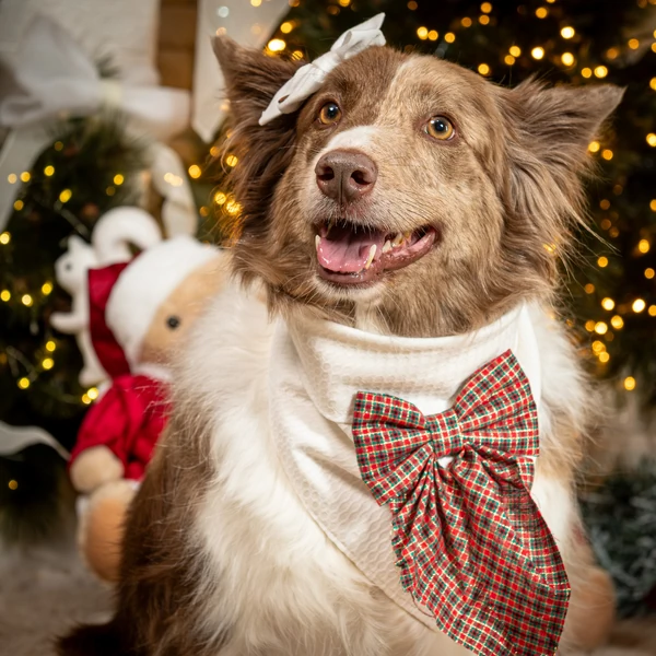 Bandana Laço Presente de Natal
