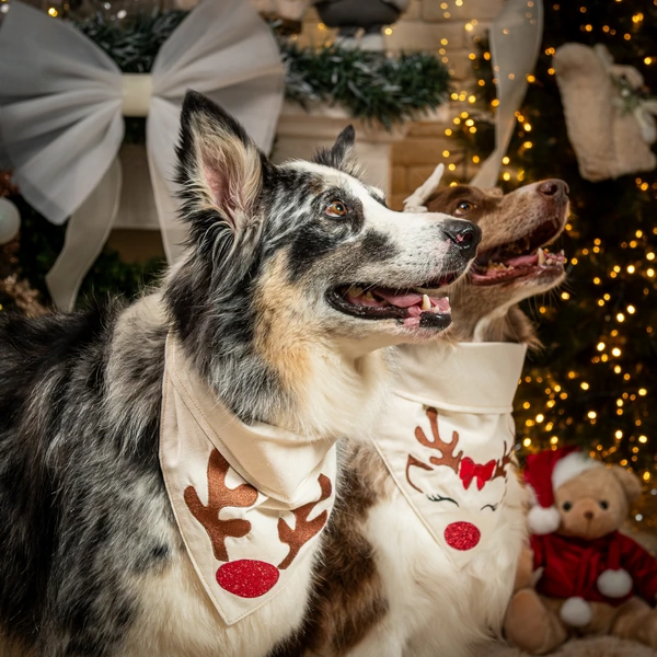 Bandana Reno Encantado