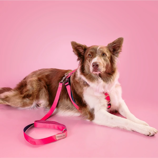 Peitoral H com Guia Colorful - Magenta
