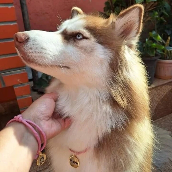 Colar de ID + Pulseira