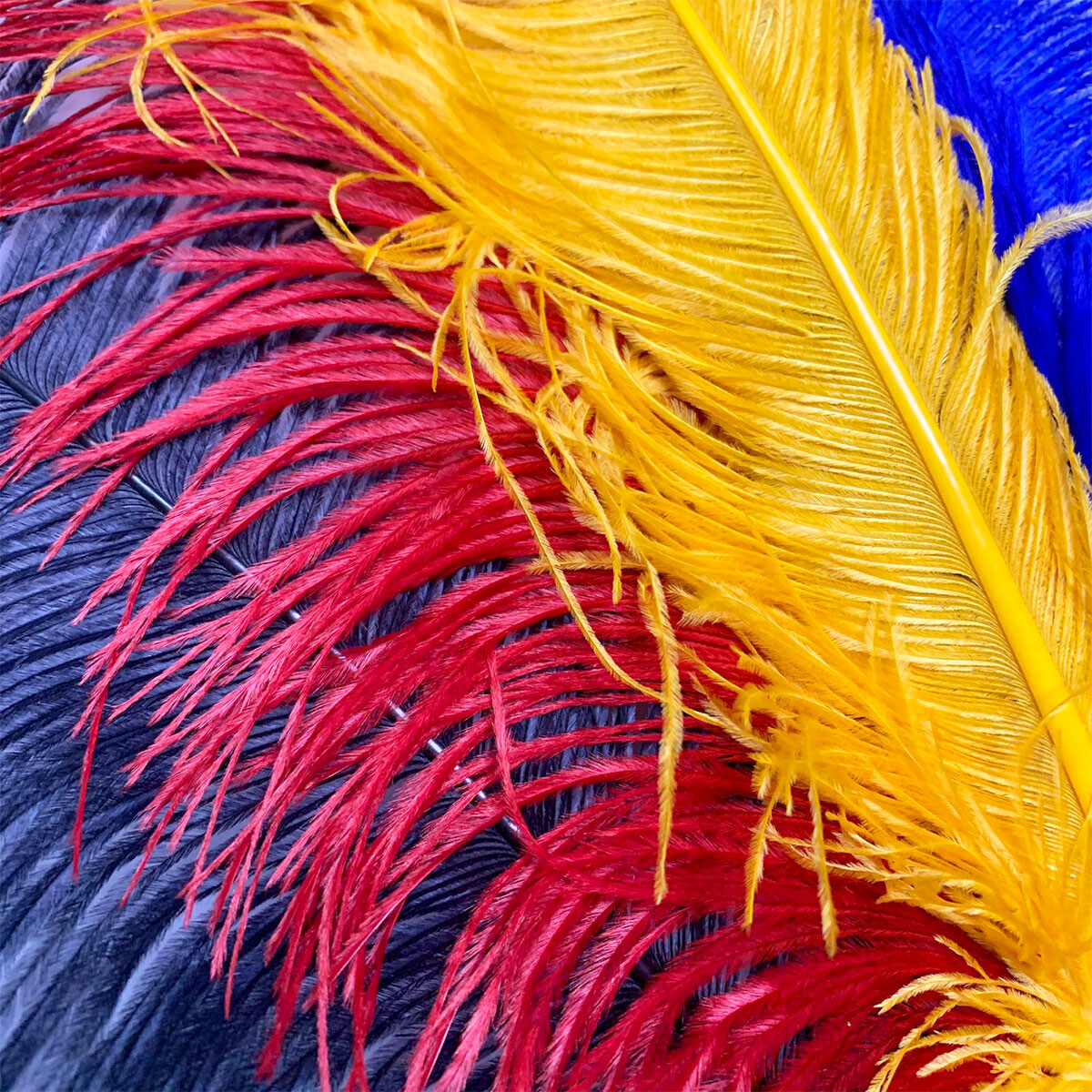 Plumas Coloridas